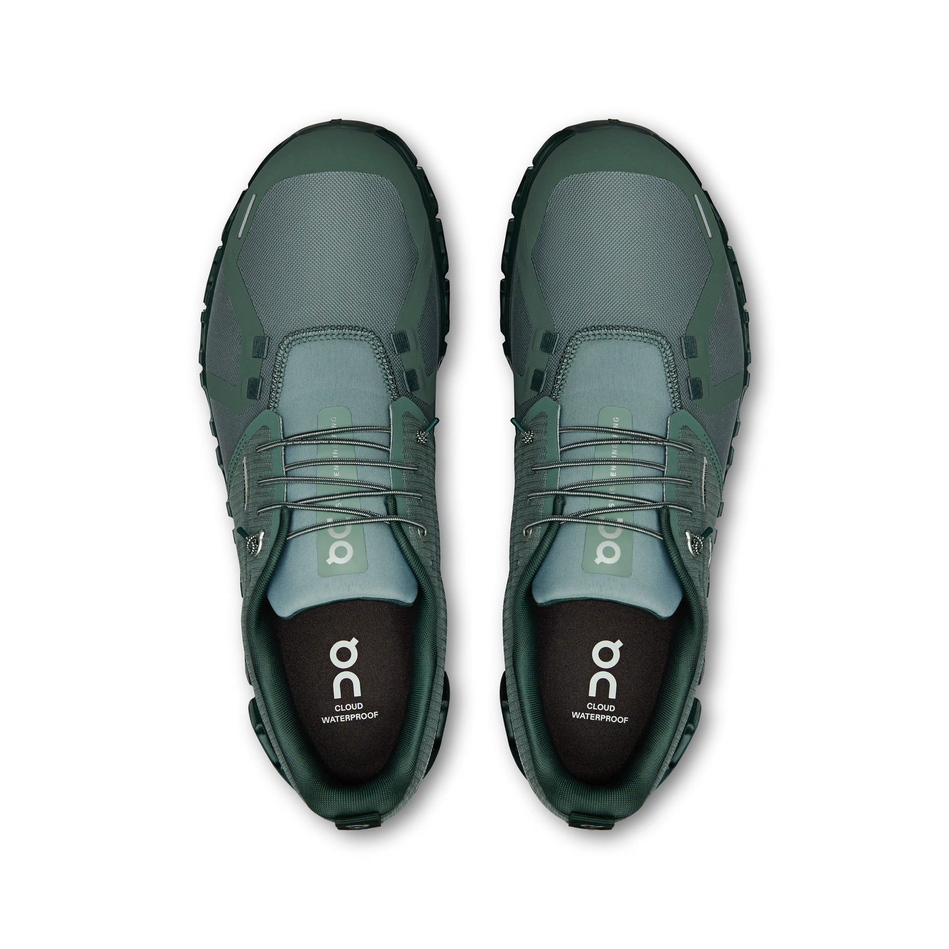 Olive | Evergreen