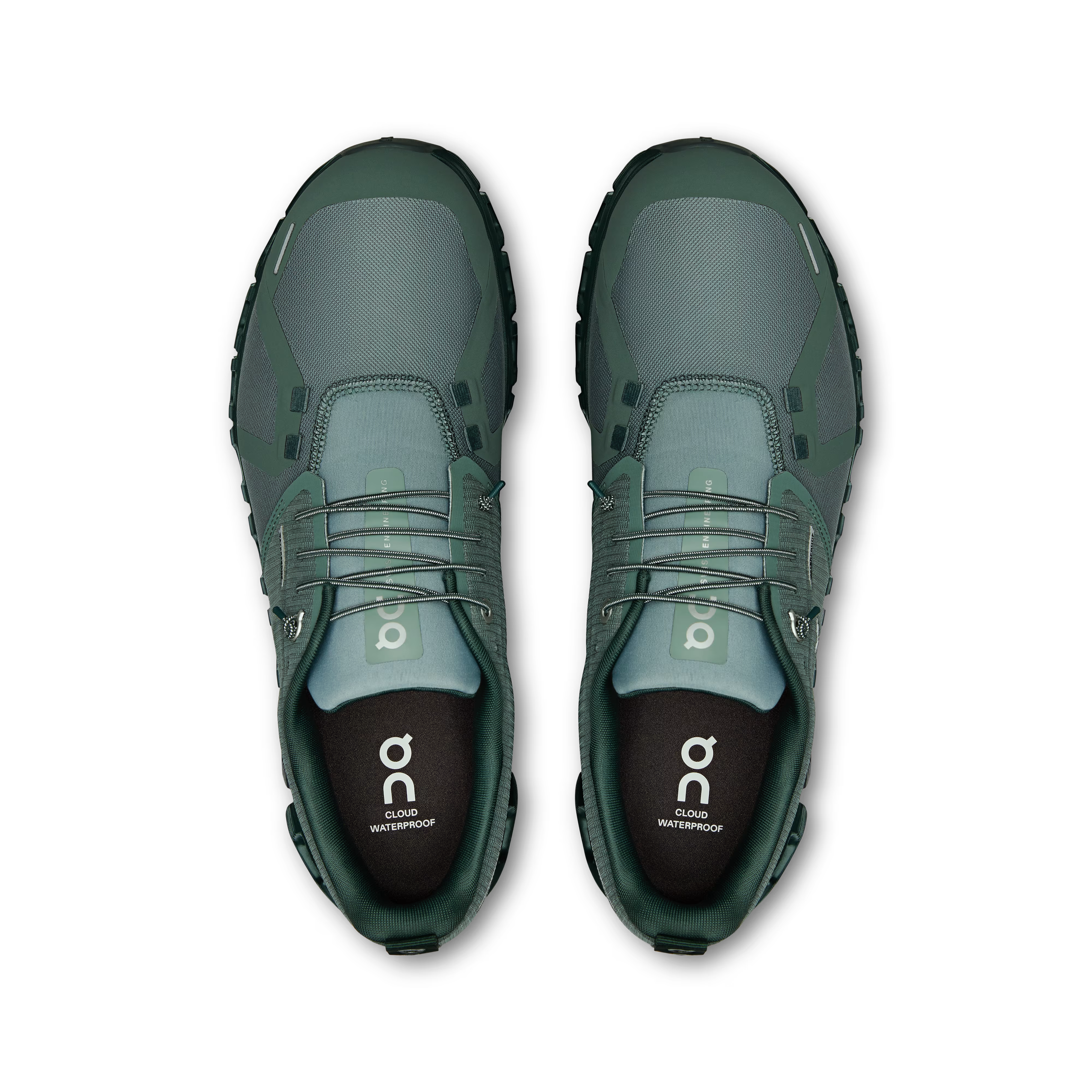 Olive | Evergreen